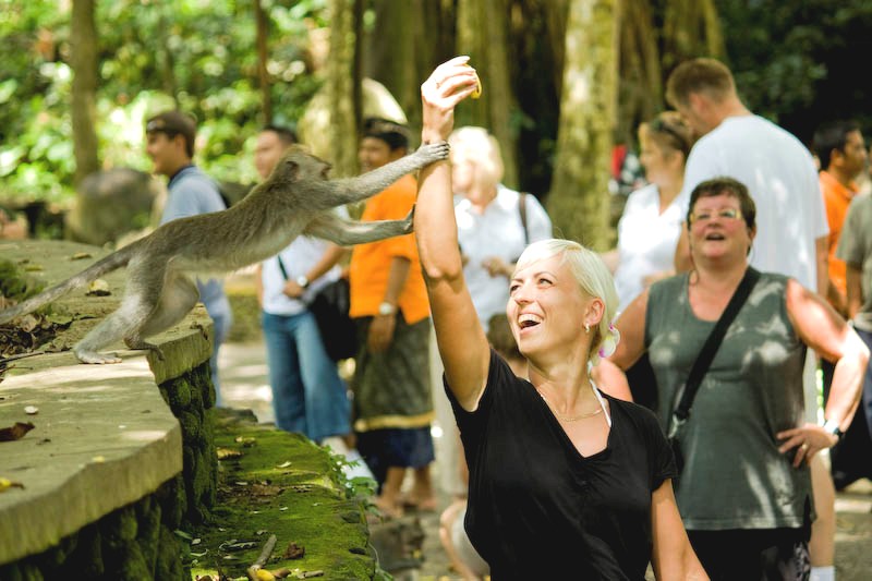 Monkey Forest Ubud Suatu Hari, “Bapak, wait for me…wait for me..!”